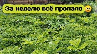 Купила дачу.Такого роста борщевика я не ожидала,в его зарослях всё пропало????