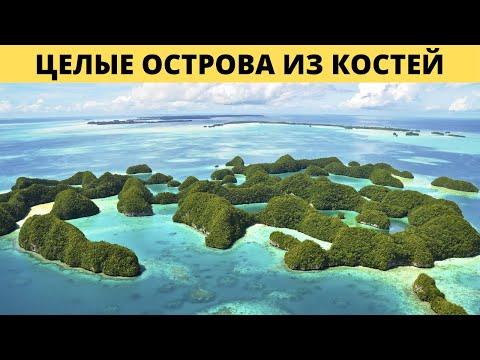 Кораллы растут на костях погибших в потопе ?